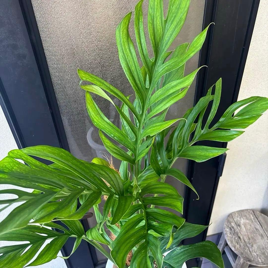 超希少　モンステラ　ジェイドウィング　8号　105cm程度　観葉植物