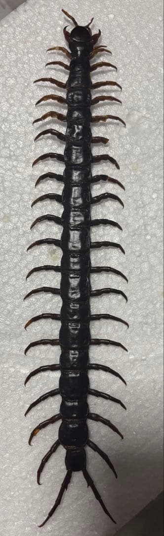 ナンベイオオムカデ