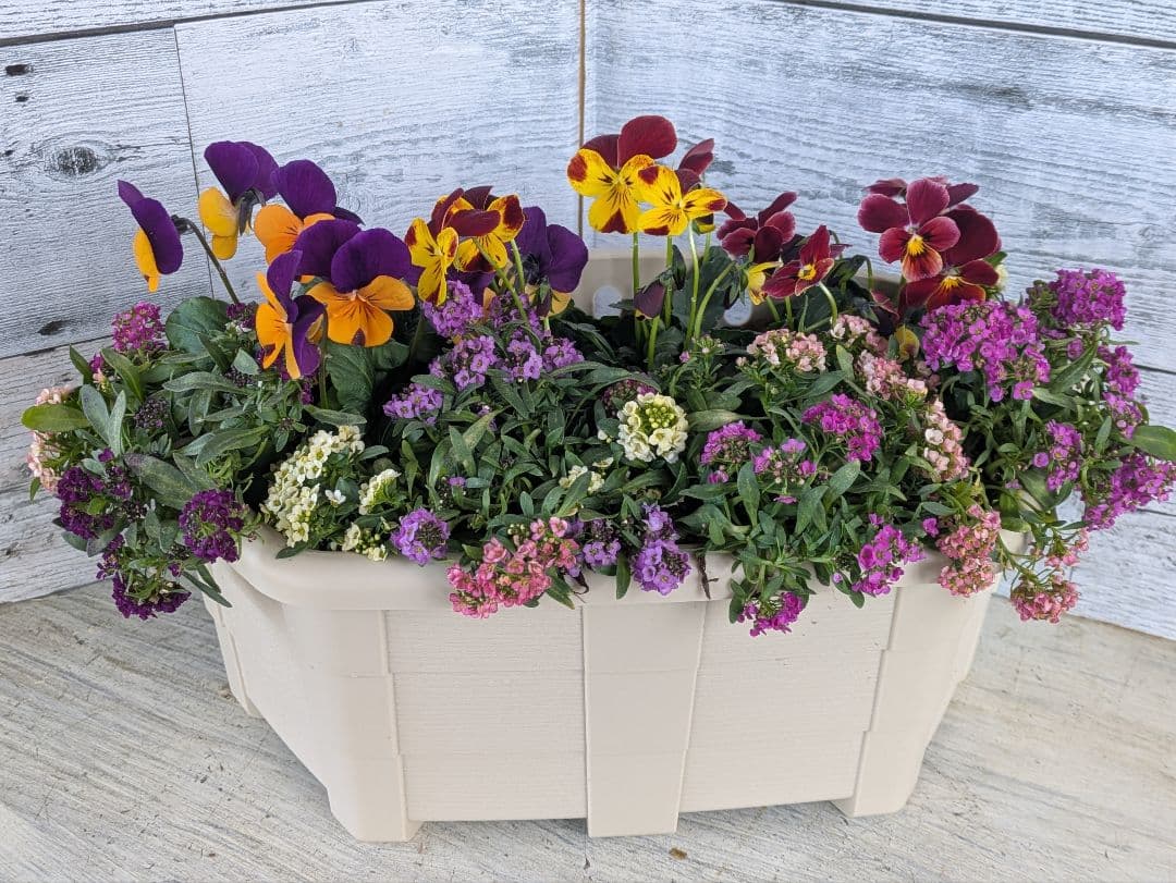 ローズガーデン【現品・鉢まま出荷】季節の寄せ植え3点＆ビオラのセット