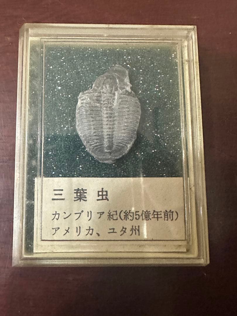 三葉虫　化石　カンブリア紀