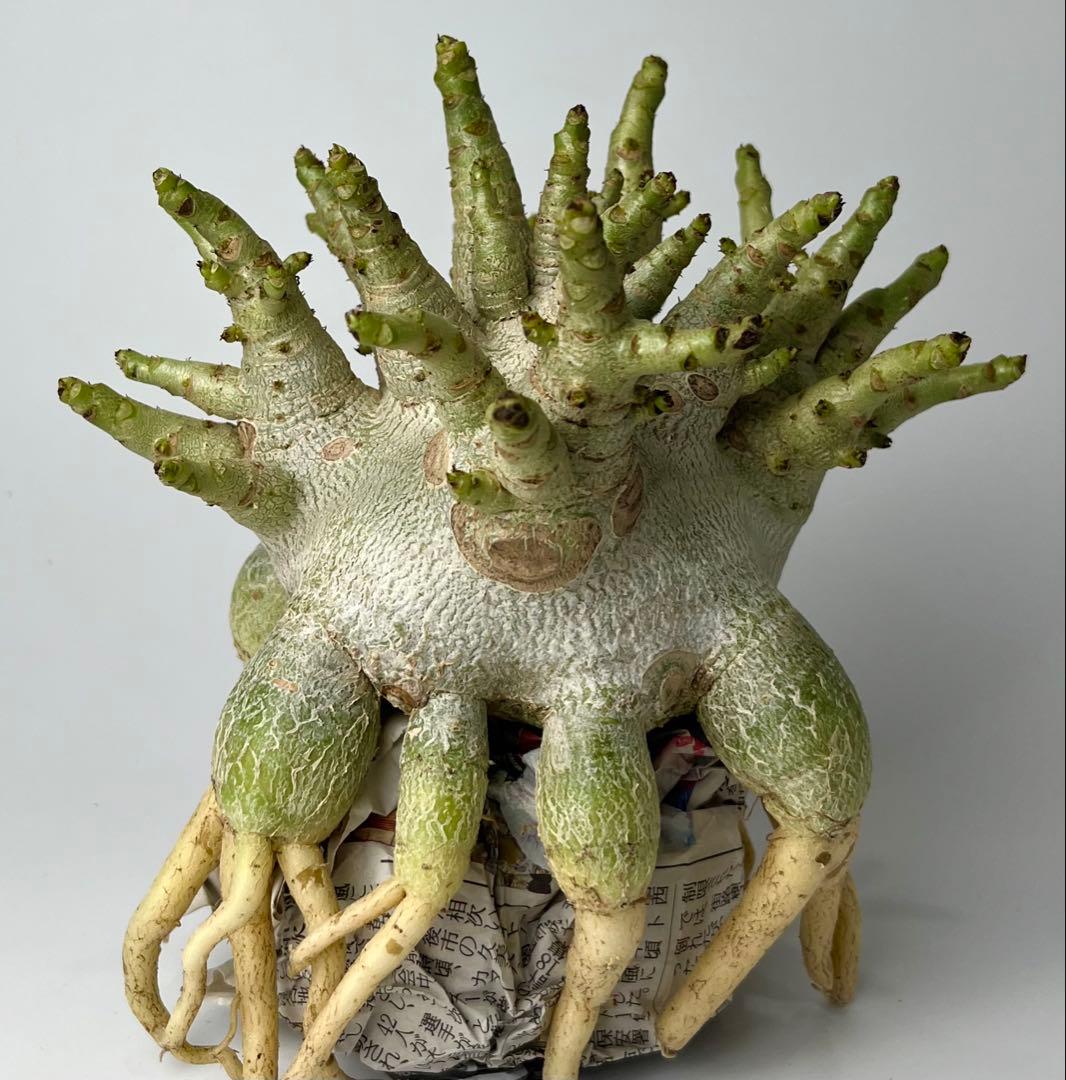 【ドワーフ/超極太 】アデニウム アラビカム ゴジ タコ足仕立て ④