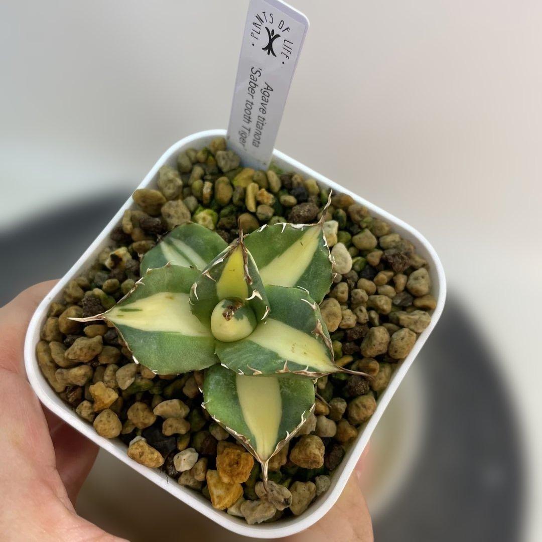 天照太御神　確認用