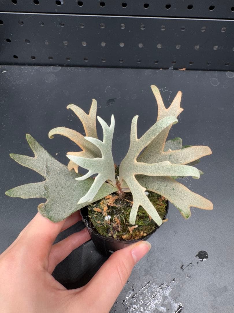 ビカクシダYMDS Totoro HHRナーセリータグ付け #057