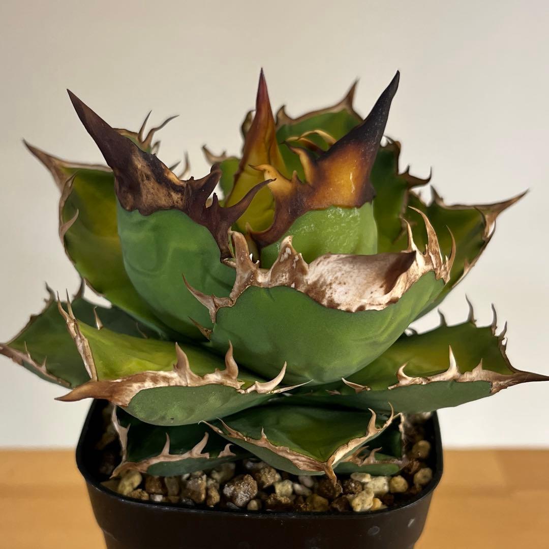 アガベチタノタ白牛犀　現品鉢ごと発送