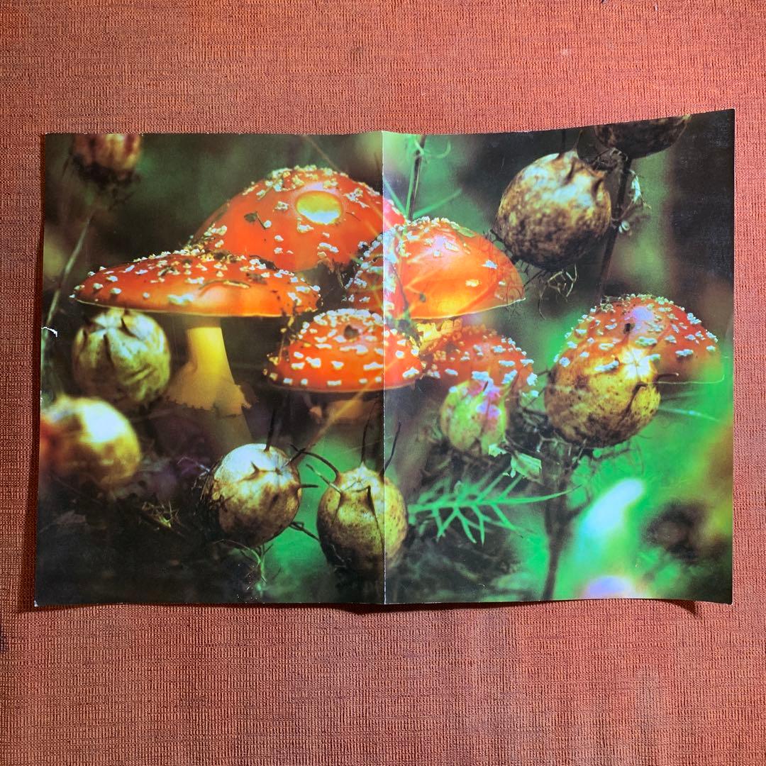 アート・デザイン・音楽 Peter Fischli David Weiss: Musee d'Art M