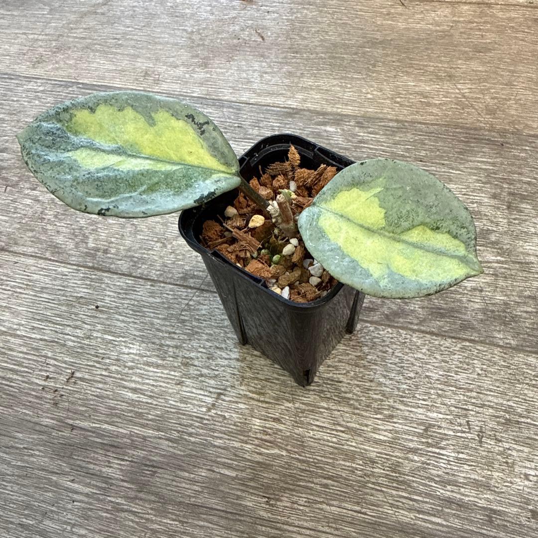 g*a様 レア　希少　ホヤ　カルノーサ　アルゲンティア　プリンセス