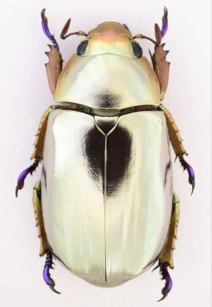 クルサルギレアプラチナコガネ！BIG size！標本085