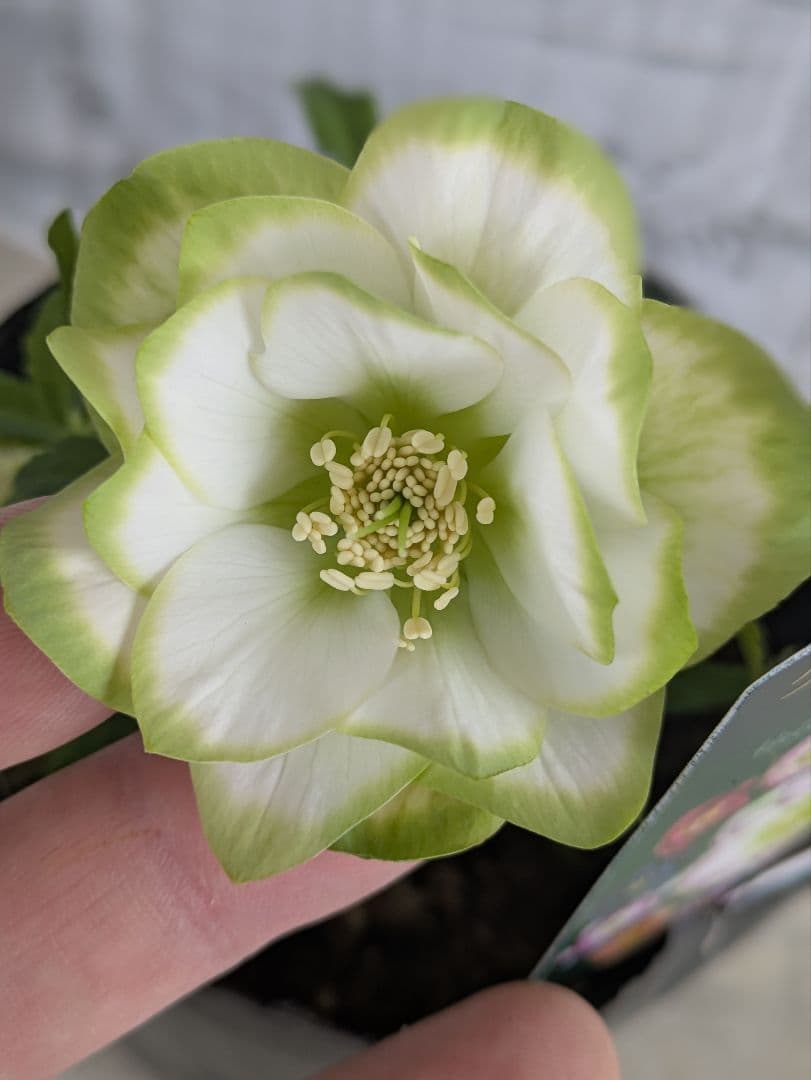 【現品・ポットまま発送】超希少　曽田園芸クリスマスローズ 利休②