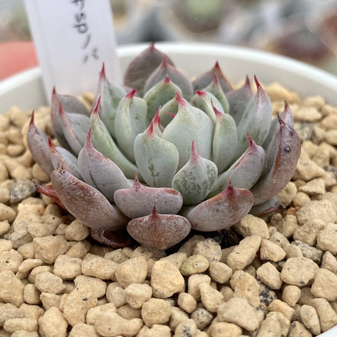 多肉植物　エケベリア　ザラゴーサSPノバ　札付き 花芽付き