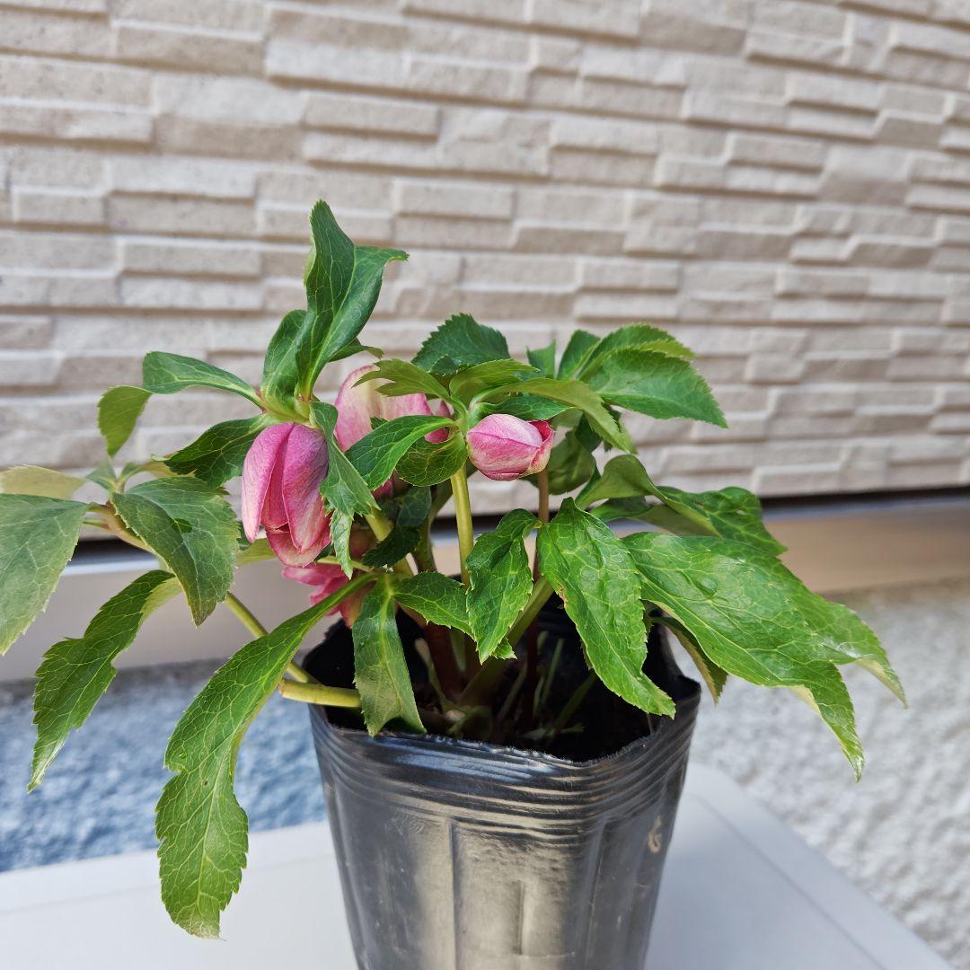 ハ*ー様 クリスマスローズ 曽田園芸 dd多弁ピンクぼかし