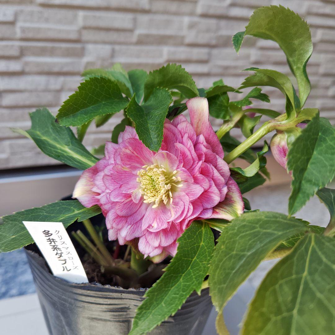 ハ*ー様 クリスマスローズ 曽田園芸 dd多弁ピンクぼかし