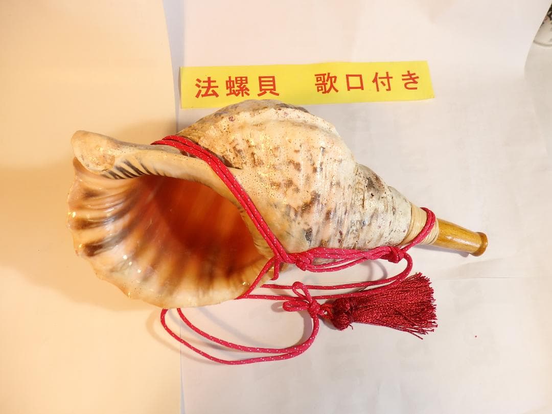 法螺貝 約40㎝ 木製歌口,赤紐付　新品　 MH-440