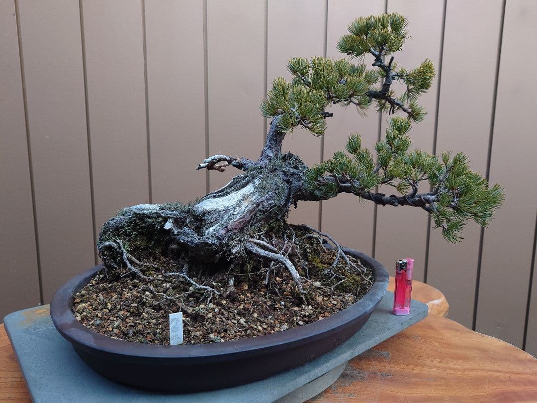 盆栽　那須娘　五葉松　樹高36cm