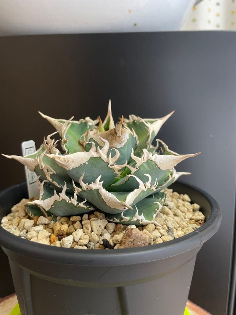 TAKENOKO SHOP アガベチタノタホオジロザメCJスペシャル ⑤