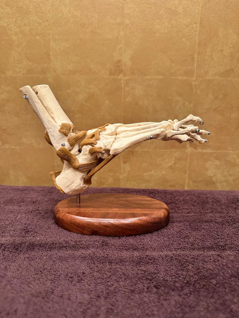 アメリカンアナトミカル社製　足模型