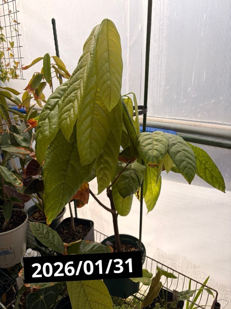 Nao君 大株カカオ苗 ナシオナル(アリバ)種 取り木苗