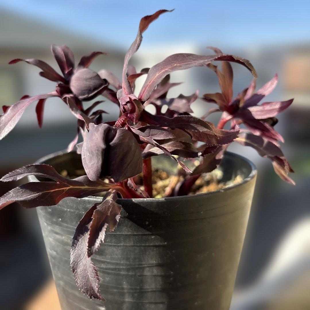 まい　ブラックマジック整形広瀬園芸　クリスマスローズ　開花株　匿名発送