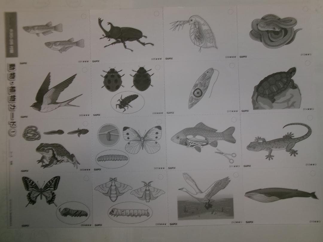 サピックス＊４年５年６年＊理科／生物（動物 植物）暗記カード・全８０枚完全版