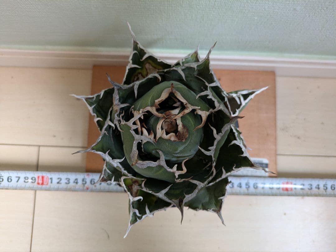 アガベ　チタノタ　白鯨