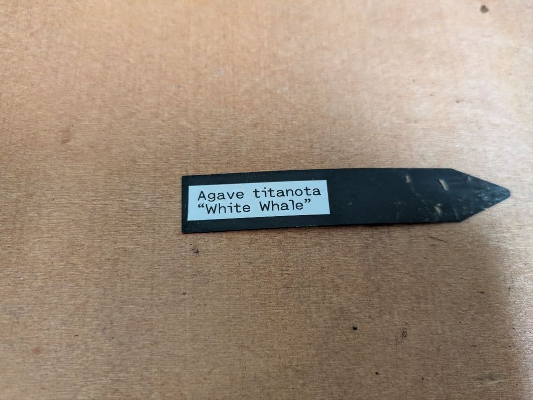 アガベ　チタノタ　白鯨