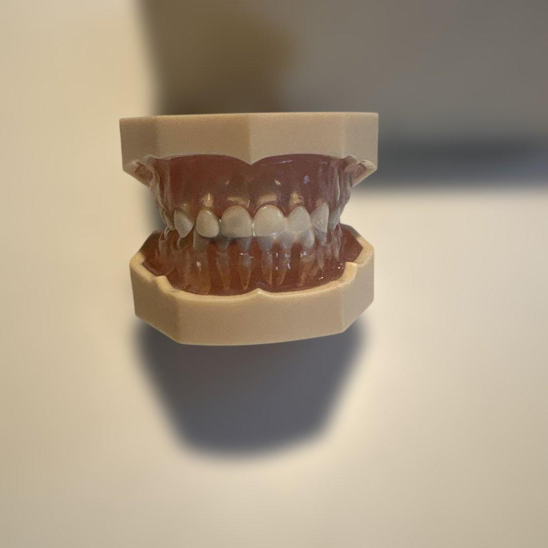 歯科教育用模型 小児用