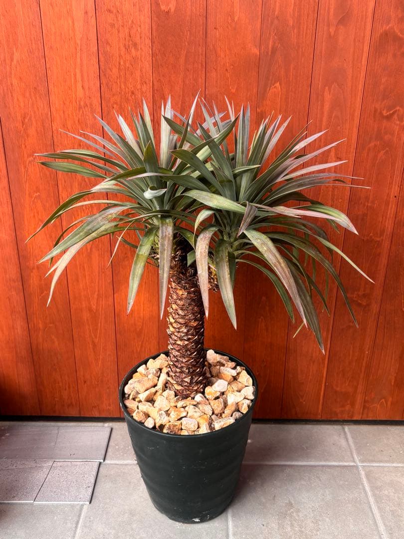 ユッカ　デスメティアーナ　幹立ち　3頭　極太　値下げ！