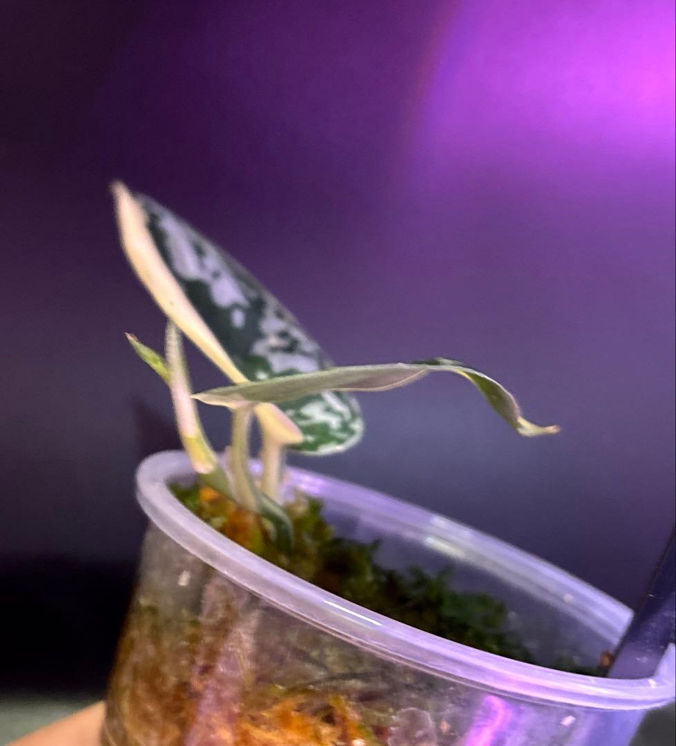 スキンダプサス　綺麗な　セット　F1