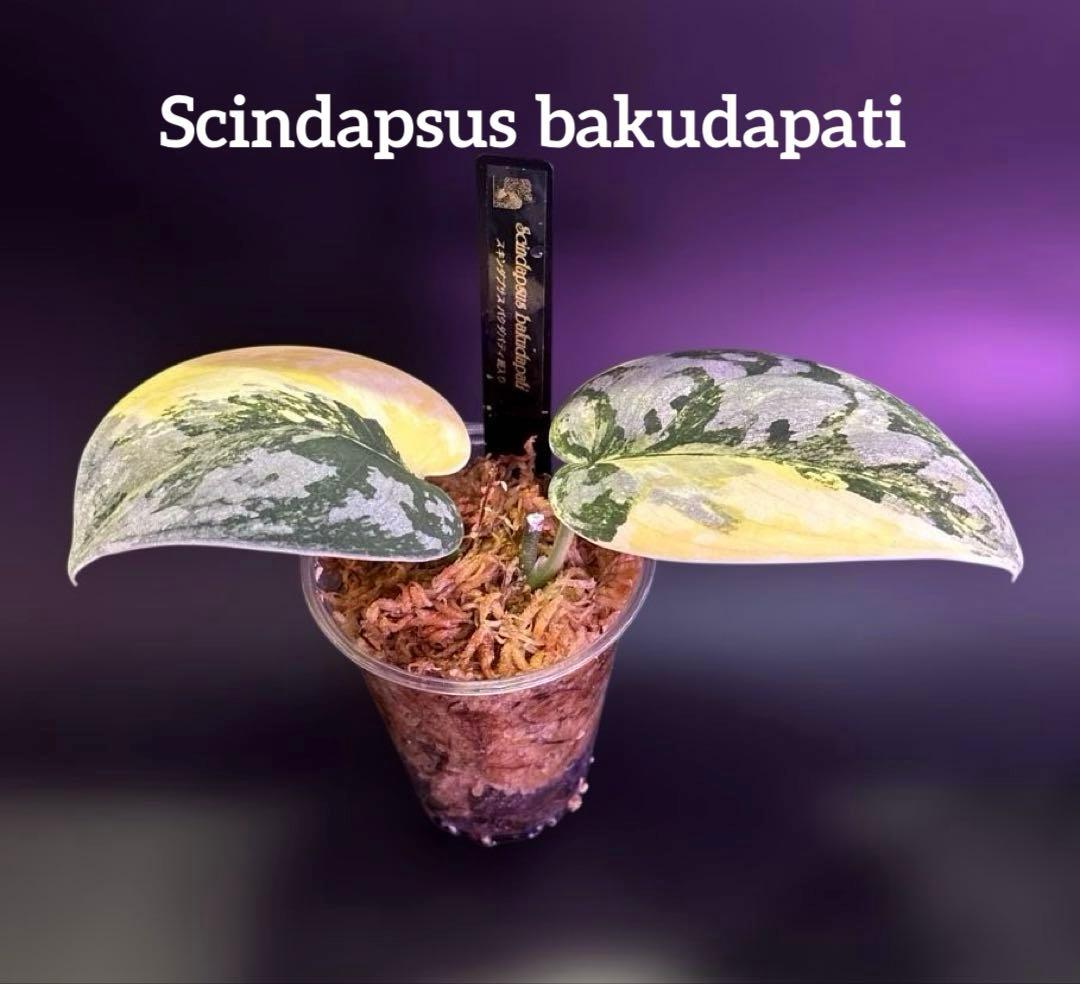 スキンダプサス　綺麗な　セット　F1