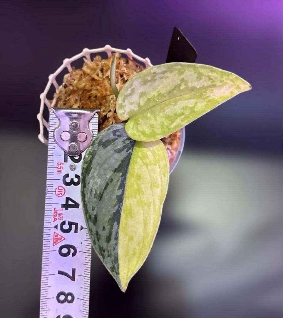 スキンダプサス　綺麗な　セット　F1