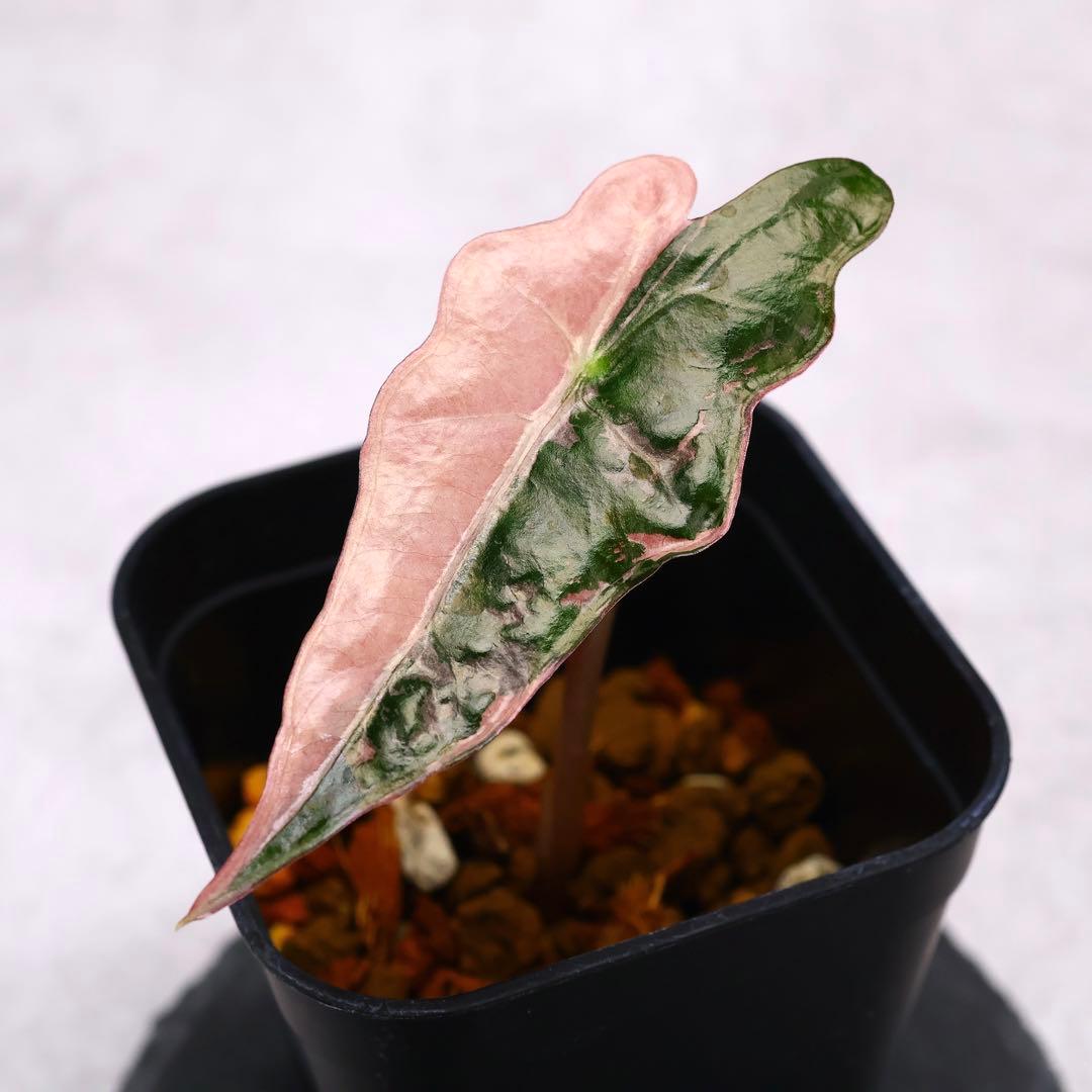 アロカシア ノビリス ピンク 斑入り