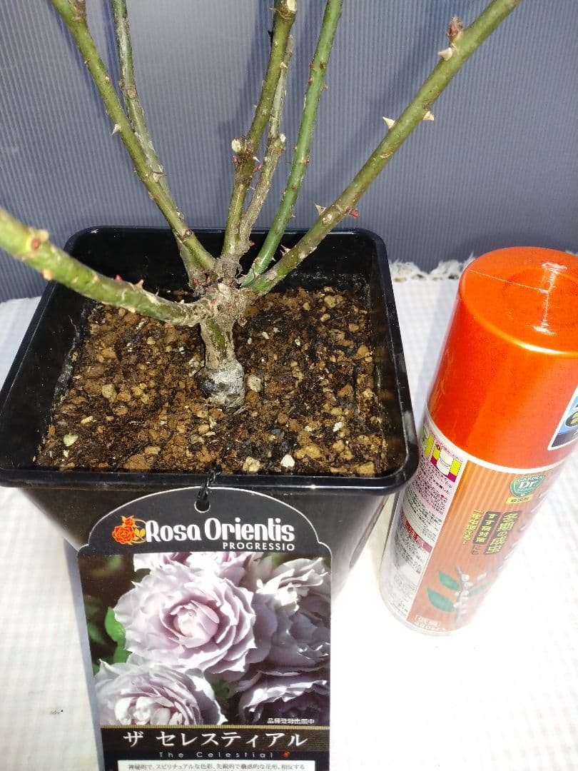 ザ セレスティアル 苗木 Rosa Orientis　６号鉢