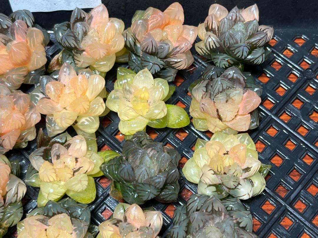 エ*カ様 9 多肉植物 ハオルチア　オブツーサ錦 水中月錦 糊斑 鮮明錦 25株