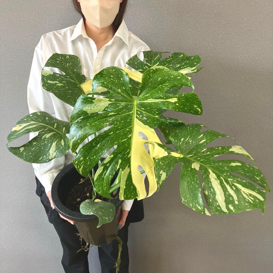 超希少❗️特大❗️モンステラ　タイコンステレーション✨