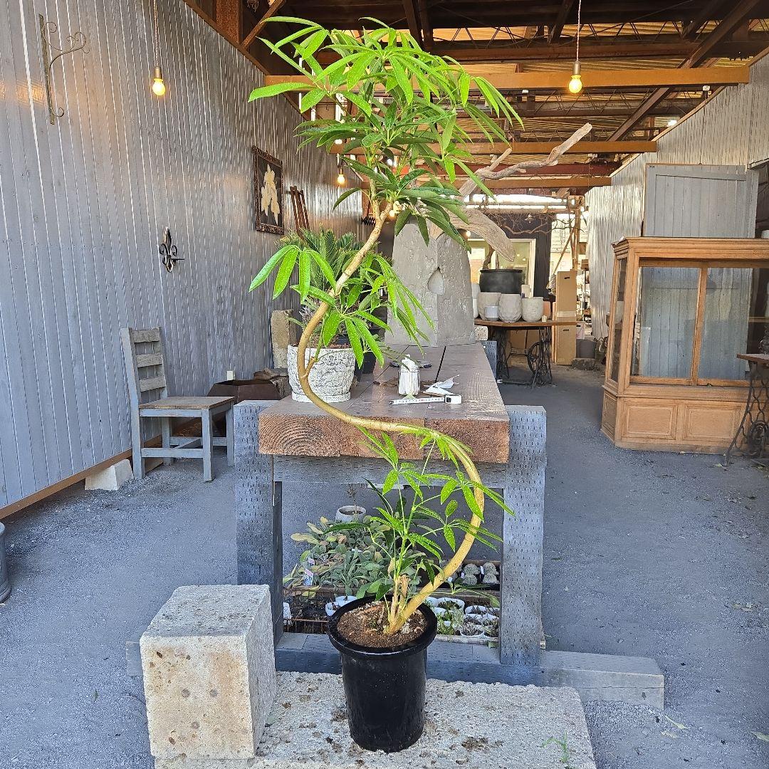 ⑯　シェフレラ　アンガスティフォリア　曲がり仕立て８号特大苗木最高等級極上品‼️