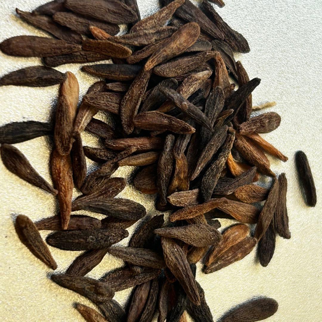 種子50粒パキポディウムアンボンゲンPachypodium ambongense