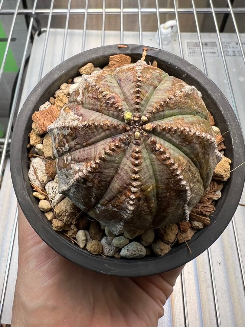 ユーフォルビア オベサ オールド 木質化