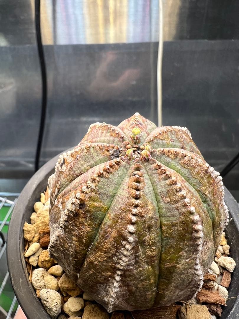 ユーフォルビア オベサ オールド 木質化