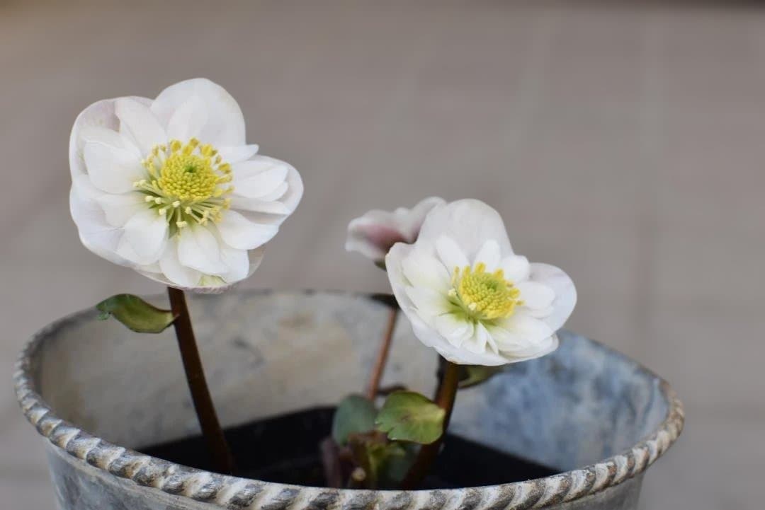 け*ち様 ピンクニゲル　セミダブル　クリスマスローズ　開花株