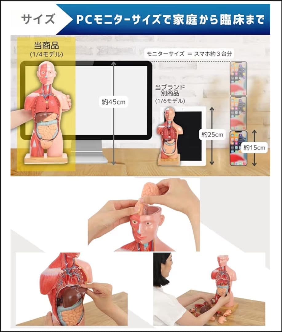 新品 KIYOMARU 45cm解剖人体模型 ソフトな質感で16分解 理学療法