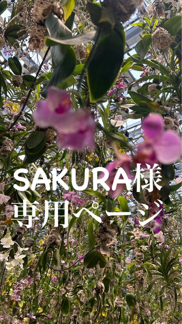 SAKURAページ