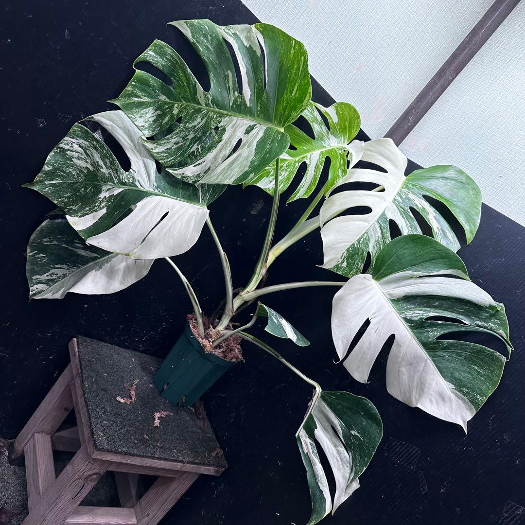 く*※様 斑入りモンステラ ホワイトタイガー極美大株74cm白斑多