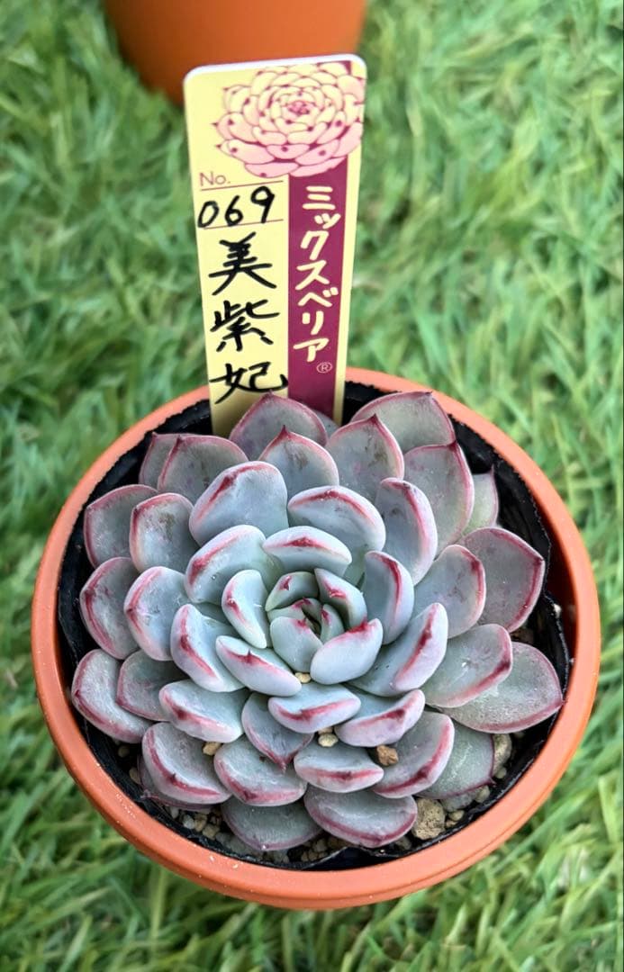 多肉植物 エケベリア おらいさん苗 ミックスベリア 美紫妃 ②