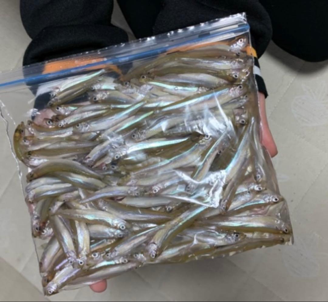 オススメ　氷上ワカサギ釣り　ステンレス穂先　２本　　250ミリ