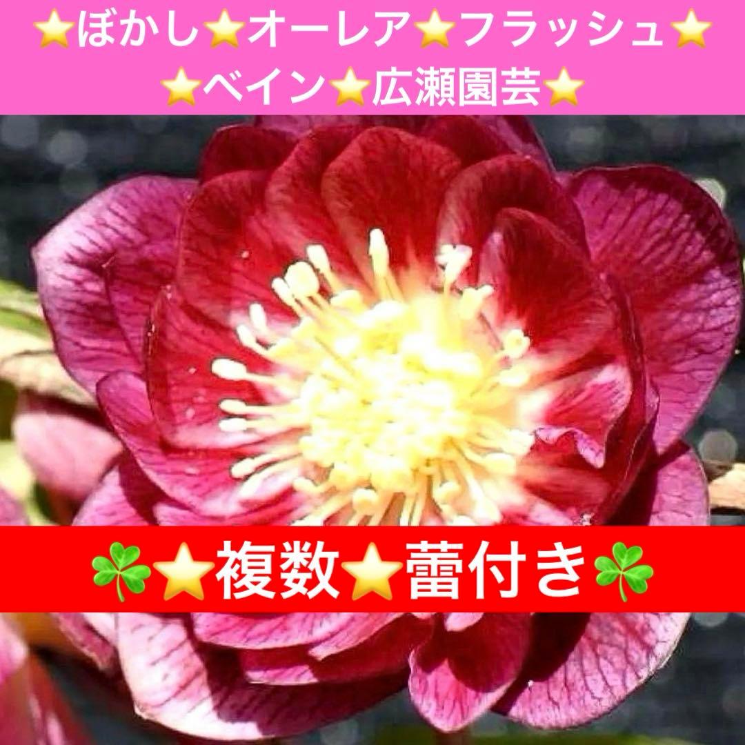 u*0様 ☘️❤️複数❤️蕾付き☘️3376⭐️ぼかし⭐️オーレア⭐️フラッシュ