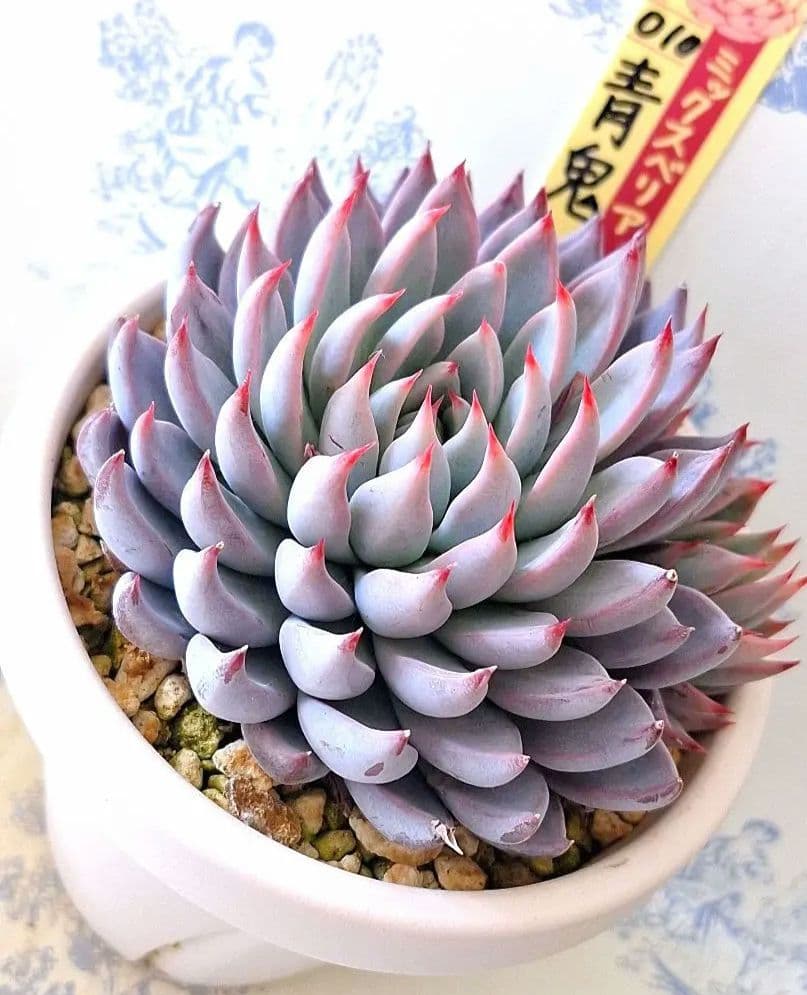 3号鉢 青鬼　札付きポットごとメルカリ便おらいさん苗ミックスベリア