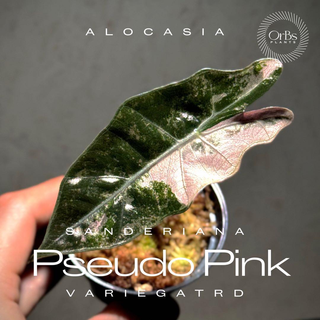 【芋から育成】アロカシア プセウド サンデリアーナ ピンク斑入り 美斑 流通少