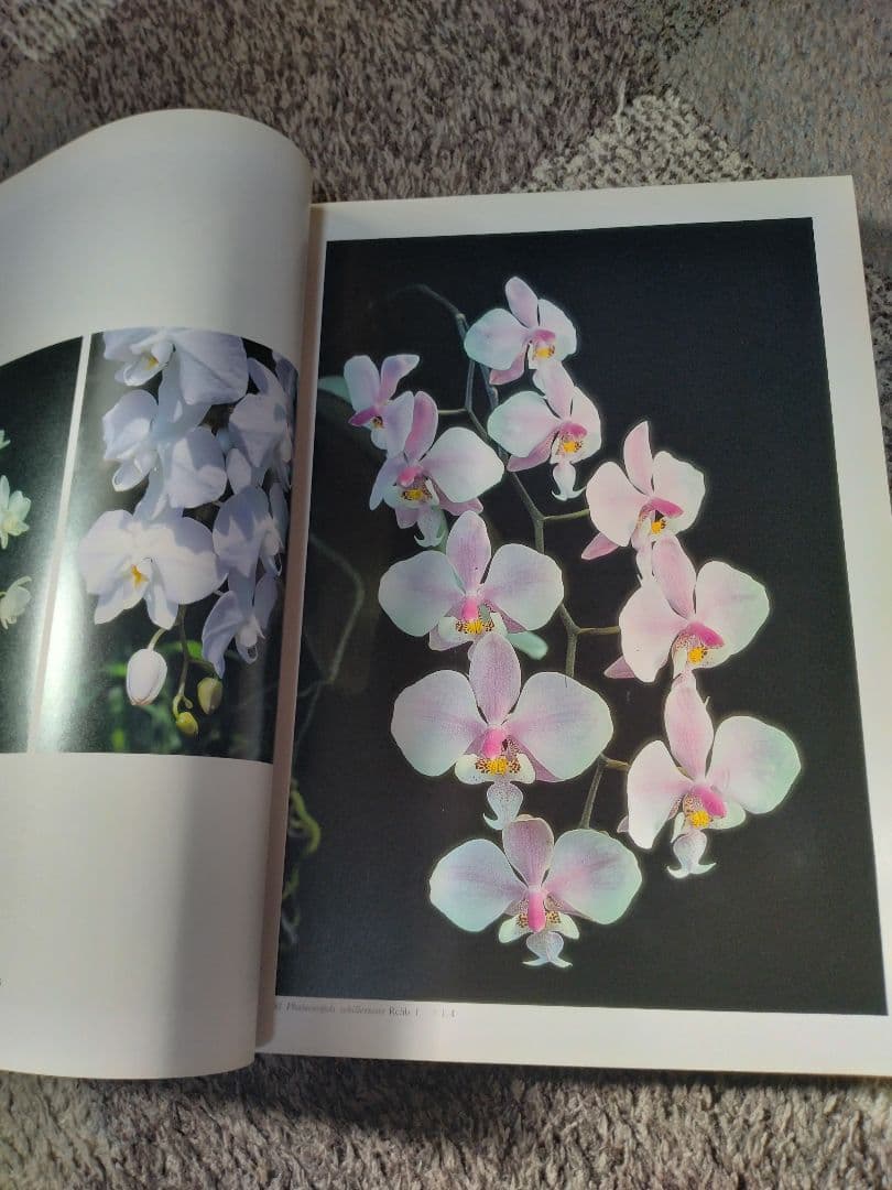 世界の野生蘭ORCHIDATLAS VOL.8 Dr.KOJI KARASAWA
