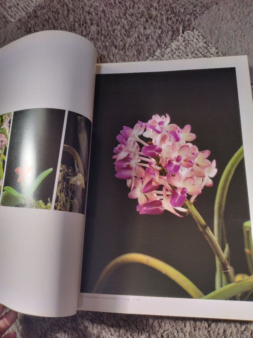 世界の野生蘭ORCHIDATLAS VOL.8 Dr.KOJI KARASAWA