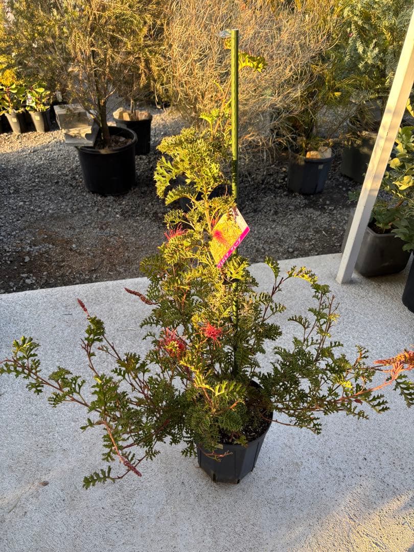 グレープグレビレア　希少　大株