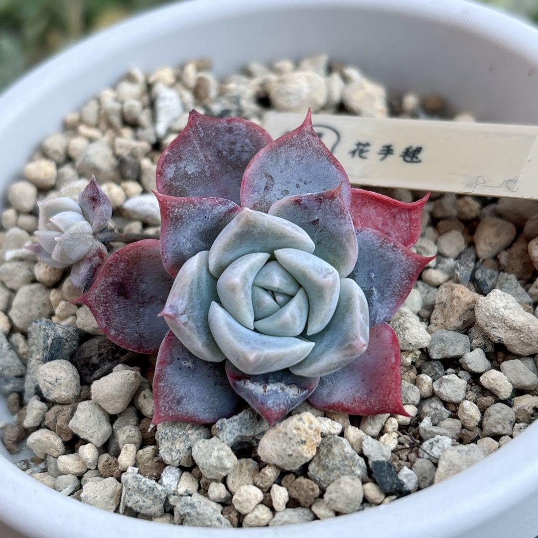 36.【サボテン相談室】石田コロラータ 希少 多肉植物 エケベリア